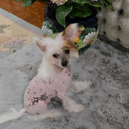 Felix - White and chocolate male Chinese Crested puppy in Amarillo, Texas from Victoria's Chinese Cresteds Long Star Angels