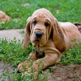 Bloodhound and Mastiff Puppies from Teoc Bloodhounds and Mastiffs