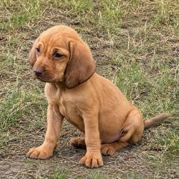 Violet - Red female Bloodhound puppy in Conway, Missouri from Ozark Mountain Kennel