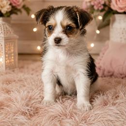 Girl 4 - Chocolate, tan and white female Yorkshire Terrier puppy in Knoxville, Tennessee from Little Yorkie Company
