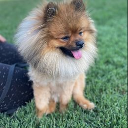 Pomeranians from New Addition Pets