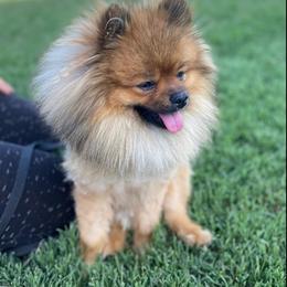 Pomeranians from New Addition Pets
