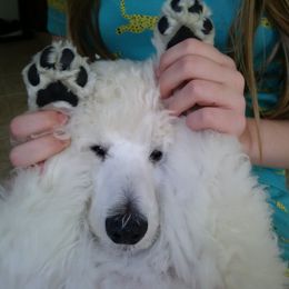 Poodle Puppies from Magnificent Standards
