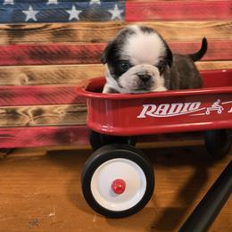 Boy 4 (Panda) - Brindle male Pug puppy in Auburn, Kentucky from Prentice Family Pugs