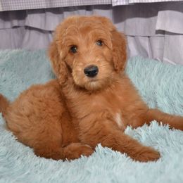 Bernedoodle and Goldendoodle Puppies from Above and Beyond Standards