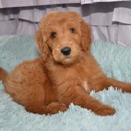 Bernedoodle and Goldendoodle Puppies from Above and Beyond Standards