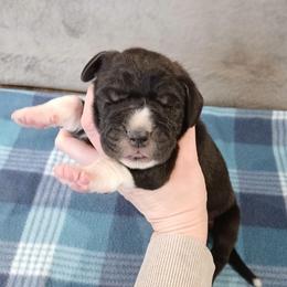 Percy - Mantle male Great Dane puppy in Marshall, Michigan from Dream K9