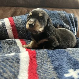 Dachshund Puppies from Wet Mountain Weenie Dogs