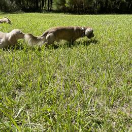 Dachshund Puppies from LovelylilDoxies