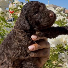 Golden Hour - Brown male Poodle puppy in Corona, California from Garden Of Poodles