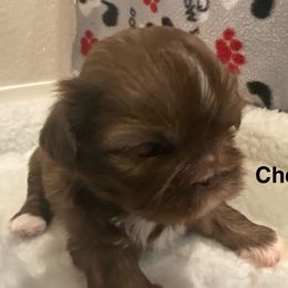 Chestnut - Chocolate male Shih Tzu puppy in Riverside, California from AKC Shih Tzu of California