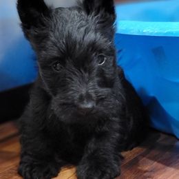 Boy 2 - Scottish Terrier puppy from Fairview's Precious Pups