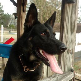 Beast - German Shepherd