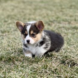 Australian Shepherd, Lagotto Romagnolo, and Pembroke Welsh Corgi Puppies from SS Australian Shepherds