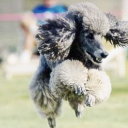Poodles from La Marka
