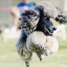 Poodles from La Marka