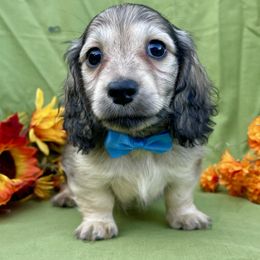 Gouda - Cream male Dachshund puppy in Lathrop, Michigan from Hidden Haven Dachshunds