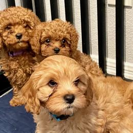 Cavapoos and Cavapoochons from Kayes Cavapoos