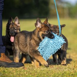 German Shepherd Puppies from Sommerfeld German Shepherds