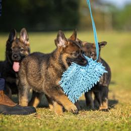 German Shepherd Puppies from Sommerfeld German Shepherds