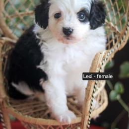 Lexi - Black and white female Aussiedoodle puppy in Crete, Nebraska from Doodles & Co