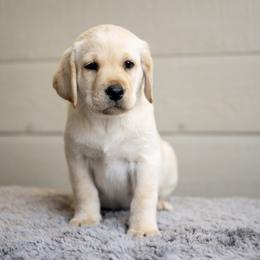 Boy 1 - Yellow male Labrador Retriever puppy in Minden, Nevada from Candyview Labradors