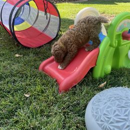 Goldendoodle Puppies from Dee’s Adorable Doodles