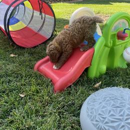 Goldendoodle Puppies from Dee’s Adorable Doodles