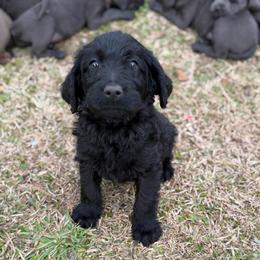 Clint - Black male Labradoodle puppy in Georgetown, South Carolina from Muddy Bay Kennels