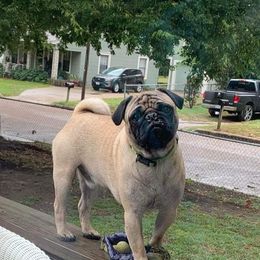 Biscuit - Pug (Non-standard)