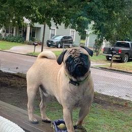 Biscuit - Pug (Non-standard)