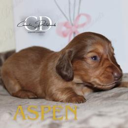 Aspen - Red female Dachshund puppy in Huntington, Texas from Camacho_Dachshunds