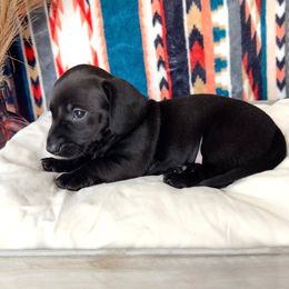 Girl 1 - Dachshund puppy from Wildflower Weenies