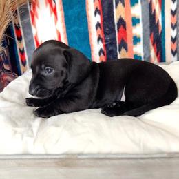 Girl 1 - Dachshund puppy from Wildflower Weenies