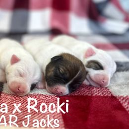 Jack Russell Terrier puppies from JBar Jacks