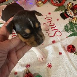 Rebecca - Black white and tan female Rat Terrier puppy in Savoy, Texas from Rockin EZ Rat Terriers