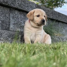 Labrador Retriever Puppies from Buena Vista Labradors