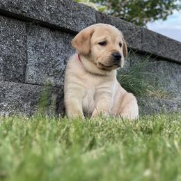 Labrador Retriever Puppies from Buena Vista Labradors