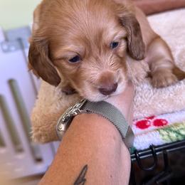 Chunk - Cream male Dachshund puppy in Easley, South Carolina from Castle Hill Doxies, LLC