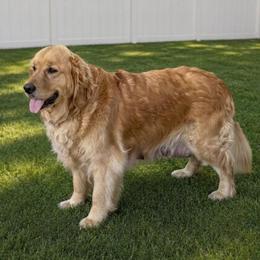 Holly - Golden Retriever