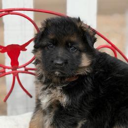 Male puppy 4 - Black and red male German Shepherd puppy in La Salle, Colorado from Pure Heart German shepherds