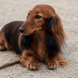 CH Samba - Dachshund