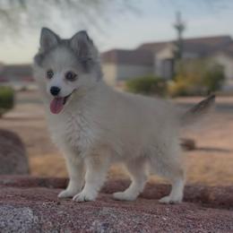 Grace - Wolf sable female Pomsky puppy in Mesa, Arizona from Platinum Pomskies
