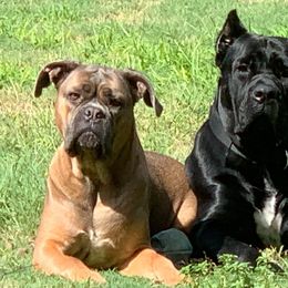 Cane Corso from Waterloo Cane Corso