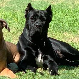 Cane Corso from Waterloo Cane Corso