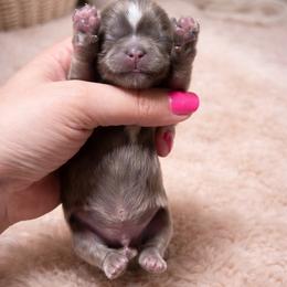 Kashmere bleu Kouture - Blue and white male Shih Tzu puppy in Trinity, North Carolina from Trinity Shih Tzu