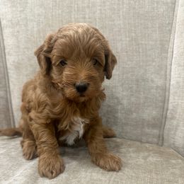 Pecan pie - Red  male Goldendoodle puppy in Sacramento, California from Creamy Retrievers