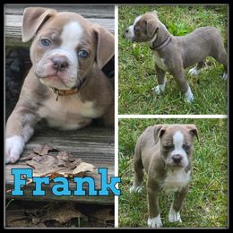 Frank - Fawn and white male Olde English Bulldogge puppy in Wheeler, Michigan from Haase Family Kennels