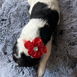 Aussiedoodle Puppies from Kiki’s Doodles