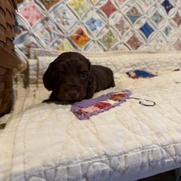 Ally - Chocolate and tan female Dachshund puppy in Cabool, Missouri from Hidden Valley Farms